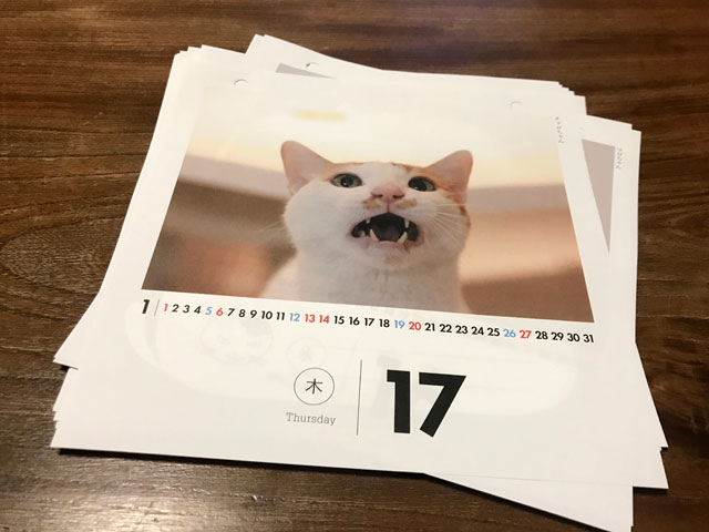 ネコの日めくりカレンダー