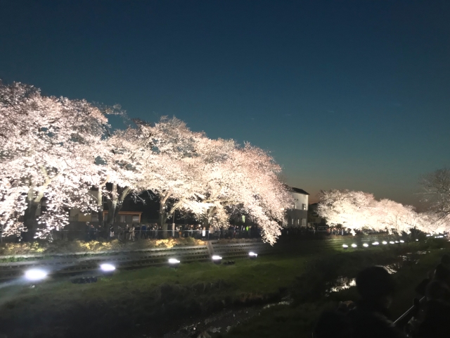 野川で桜のライトアップ