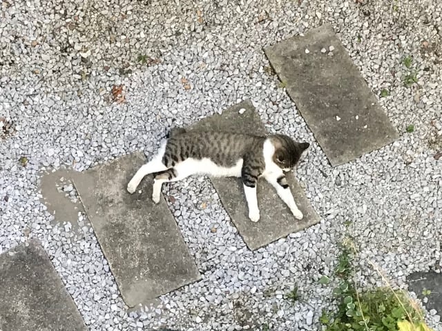 庭の真ん中で猫が寝てた